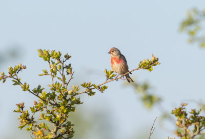 Hämpling / Common Linnet