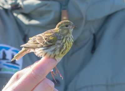 Gulhmpling / European Serin / Female