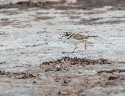 Strre strandpipare / Common ringed plover