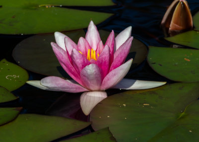 Rd nckros / Red Water-lily