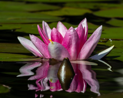 Röd näckros / Red Water-lily