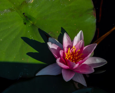 Röd näckros / Red Water-lily