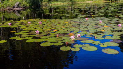 Rd nckros / Red water-lily