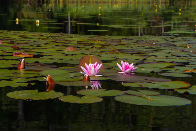 Rd nckros / Red water-lily