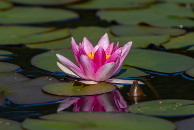 Röd näckros / Red water-lily