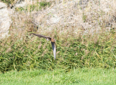 Bl krrhk / Hen Harrier / juv