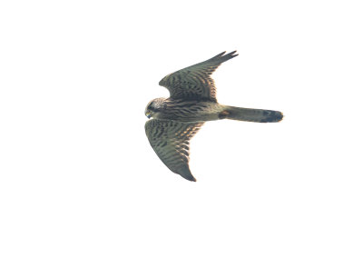 Tornfalk / Common Kestrel