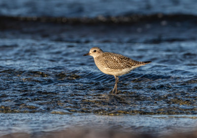 Kustpipare / Grey plover