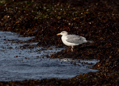 Grtrut / Herring Gull