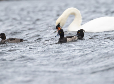 Vigg / Tufted duck