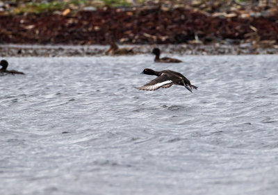 Vigg / Tufted duck