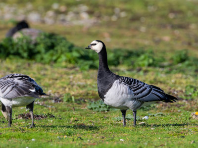 Vitkindad gs / Barnacle Goose