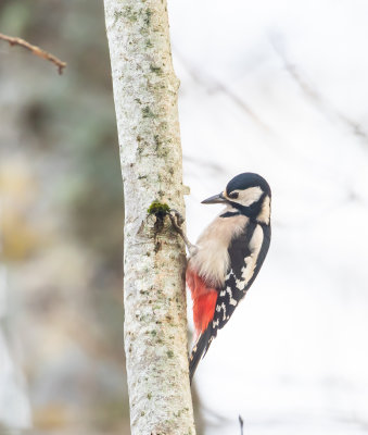 Strre hackspett / Great Spotted Woodpecker / Female