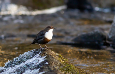 Strmstare / White-throated Dipper