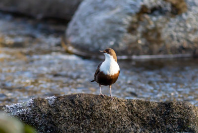 Strmstare / White-throated Dipper