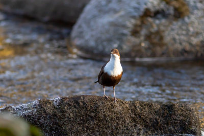 Strmstare / White-throated Dipper