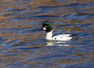 Knipa / Goldeneye / male