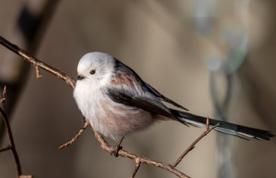 Stjrtmes / Long-tailed tit