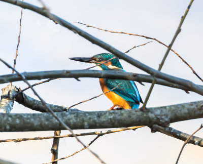 Kungsfiskare / Common Kingfisher