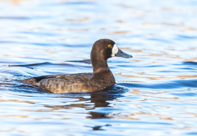Bergand / Greater Scaup