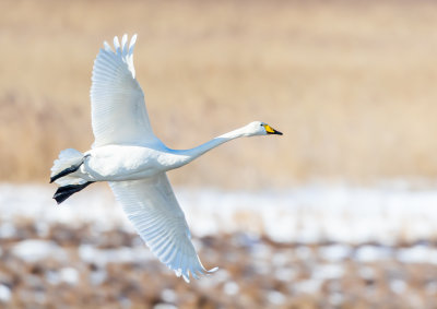 Sngsvan / Whooper Swan