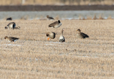 Blsgs / Greatre White-fronted Goose