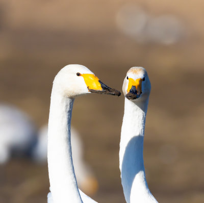 Sngsvan / Whooper Swan