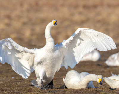 Sngsvan / Whooper Swan