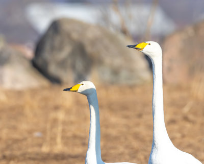 Sngsvan / Whooper Swan