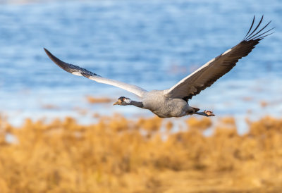 Trana / Common Crane