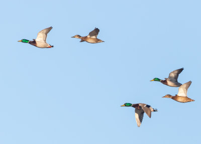 Grsand / Mallard 