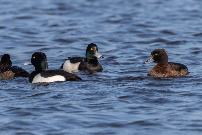 Vigg / Tufted duck