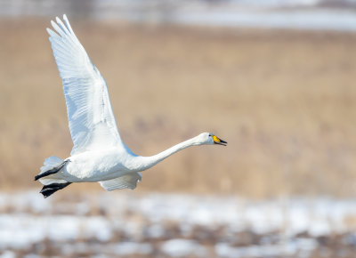 Sngsvan / Whooper Swan