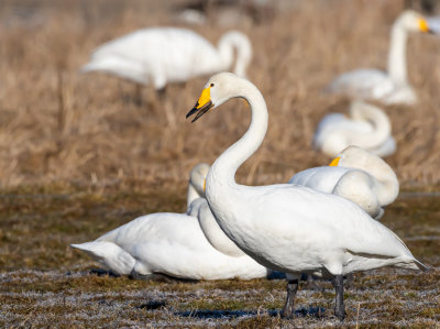 Sngsvan / Whooper Swan
