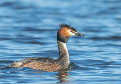 Skggdopping / Great Crested Grebe