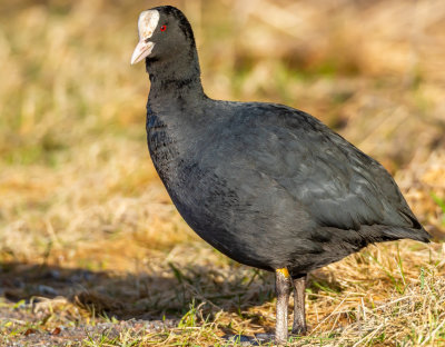 Sothna / Eurasian Coot