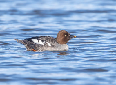 Knipa / Common Goldeneye / female