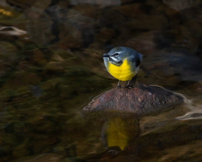 Forsrla / Grey Wagtail