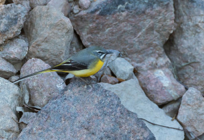 Forsrla / Grey Wagtail