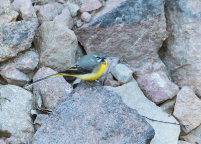 Forsrla / Grey Wagtail