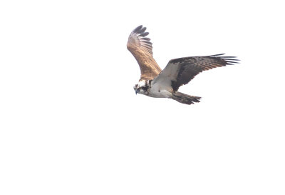 Fiskgjuse / Osprey