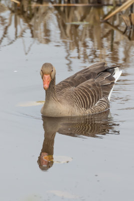 Grgs / Greylag Goose