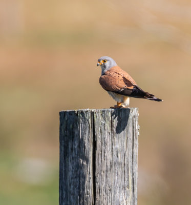 Tornfalk / Common Kestrel