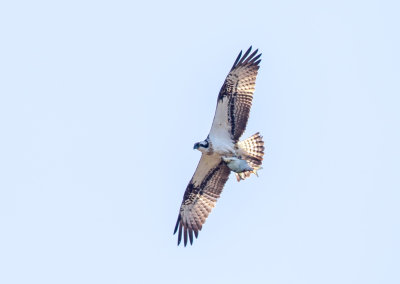 Fiskgjuse / Osprey