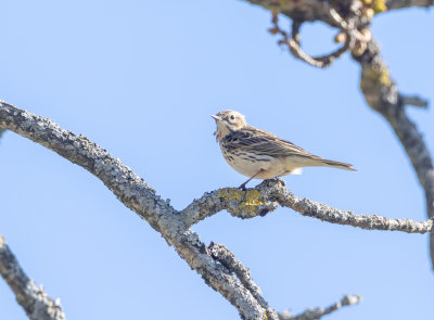 Trdpiplrka / Tree Pipit