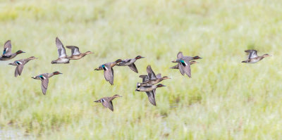 Kricka / Common Teal