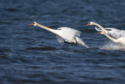 Knlsvan / Mute Swan