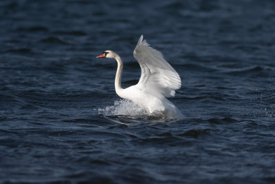 Knlsvan / Mute Swan