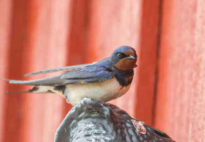 Ladusvala / Barn Swallow