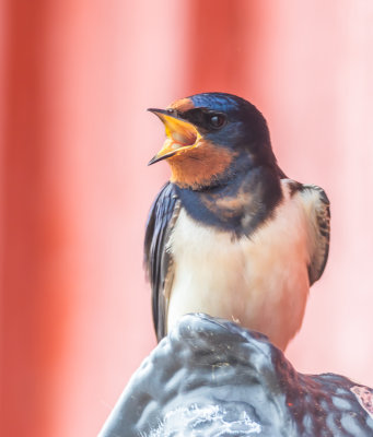 Ladusvala / Barn Swallow